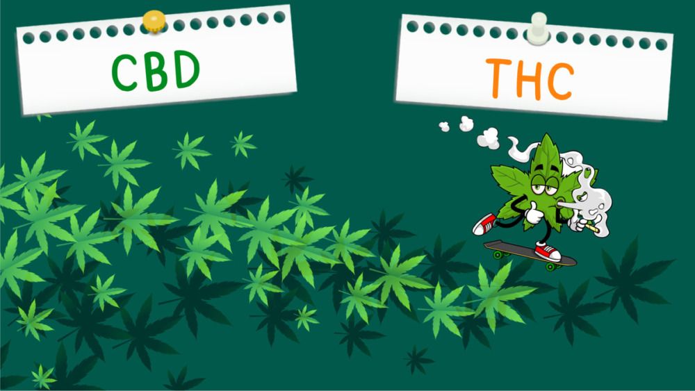 who-discovered-cbd-2-pot420blog